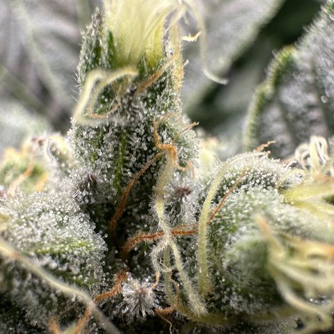 MiscxLAZ #08 C #1 growlog timeline photo