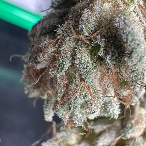 CxLAZ #06 growlog timeline photo