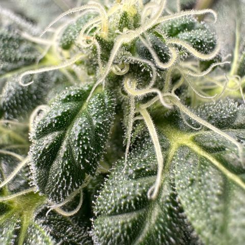 MiscxLAZ #08 C #1 growlog timeline photo