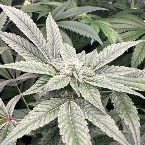 CxLAZ #20 C1 25g growlog timeline photo