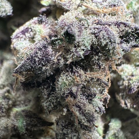 CxLAZ #03 45.52g growlog timeline photo