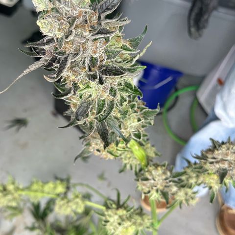 CxLAZ #14 53.59g growlog photo: Harvest day