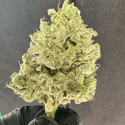 CxLAZ #24 37.13g growlog photo: Seeded bud