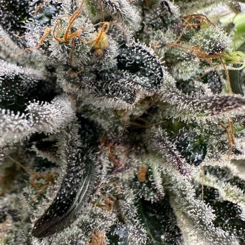CxLAZ #24 37.13g growlog timeline photo