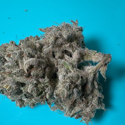 CxLAZ #15 52g growlog photo: Seeded bud