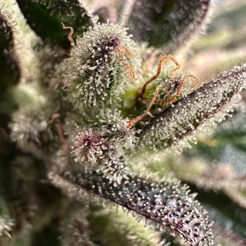 Misc x (LA Kush x Zkittles) #33 19.08g growlog timeline photo