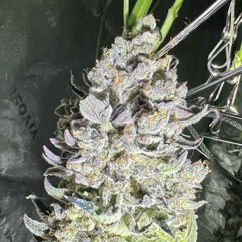 CxLAZ #24 37.13g growlog timeline photo