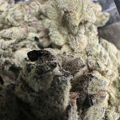 Misc x (LA Kush x Zkittles) #29 25.69g growlog timeline photo