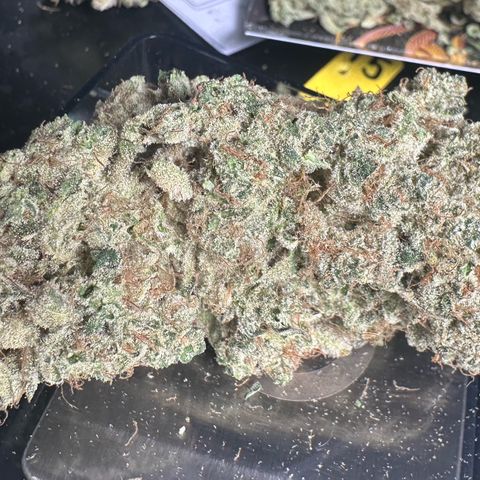 CxLAZ #15 52g growlog photo: Trim and put in grove bag, kind of dry.