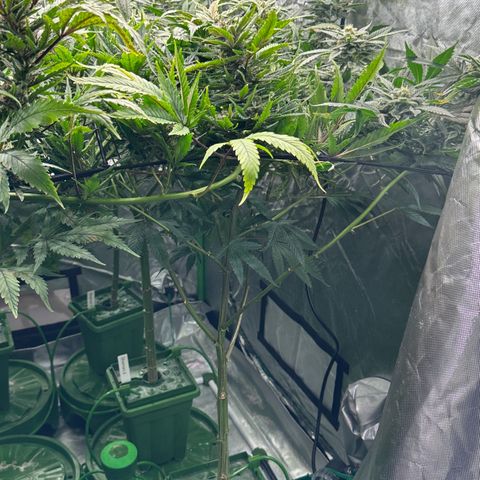MiscxLAZ #08 C #1 growlog timeline photo