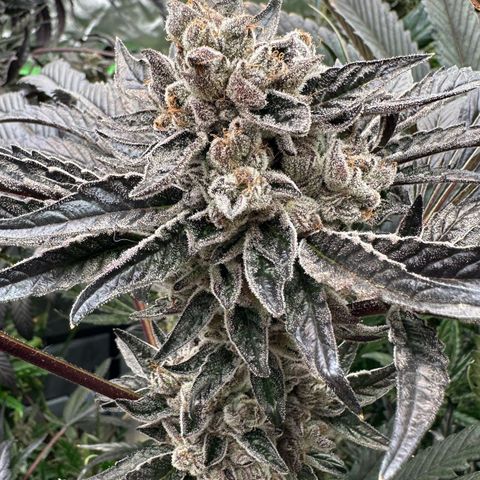 Misc x (LA Kush x Zkittles) #10 growlog timeline photo