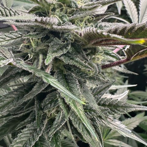 CxLAZ #03 C #1 58.58g growlog timeline photo