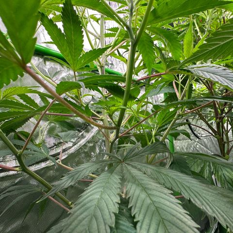 CxLAZ #31 C growlog timeline photo