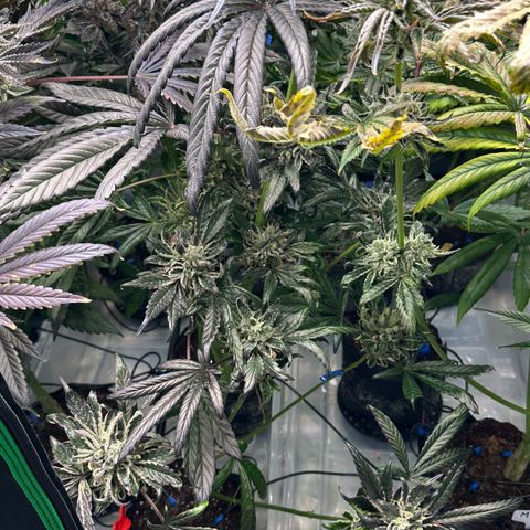 Misc x (LA Kush x Zkittles) #33 19.08g growlog timeline photo