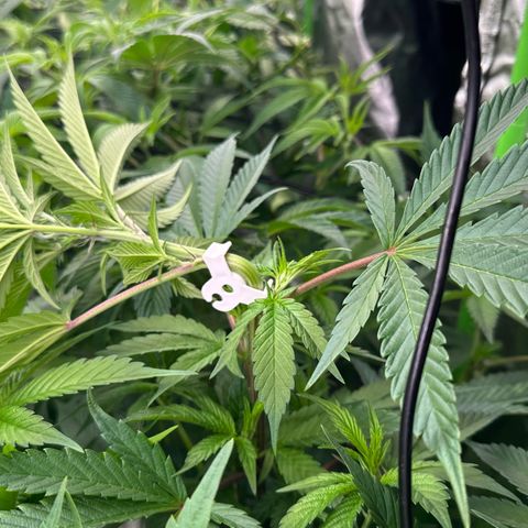 MiscxLAZ #29 C growlog timeline photo
