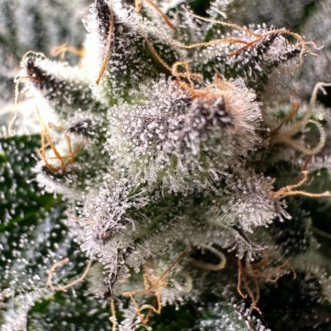 MiscxLAZ #29 C growlog timeline photo