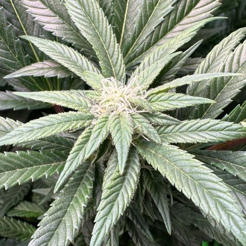 Fuel D.OG #2 Female 49.44g M growlog timeline photo