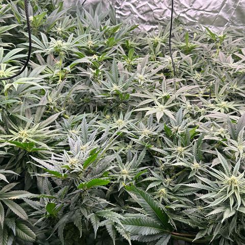 Fuel D.OG #1 Female 47.36g growlog timeline photo