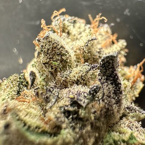 Misc x (LA Kush x Zkittles) #35 28.55g growlog timeline photo