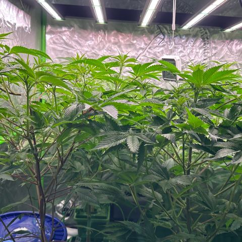 Fuel D.OG #1 Female 47.36g growlog timeline photo