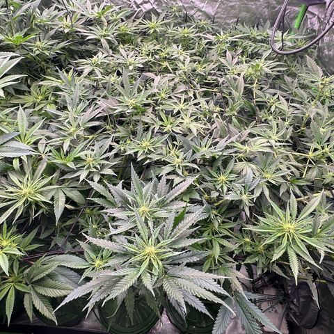 Fuel D.OG #1 Female 47.36g growlog timeline photo