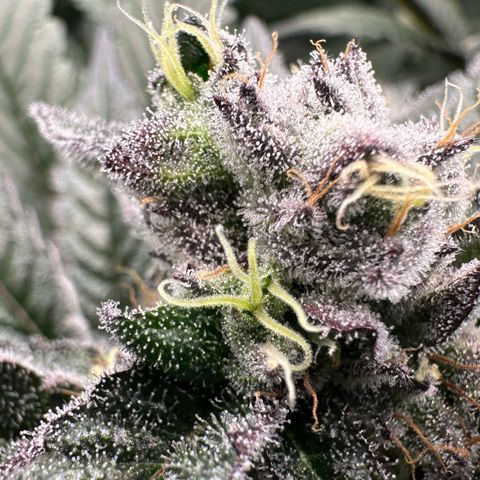 MiscxLAZ #22 C 42.33g growlog timeline photo