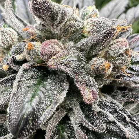 Misc x (LA Kush x Zkittles) #33 19.08g growlog timeline photo