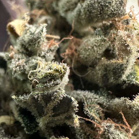CxLAZ #15 52g growlog photo: Trimmed main cola