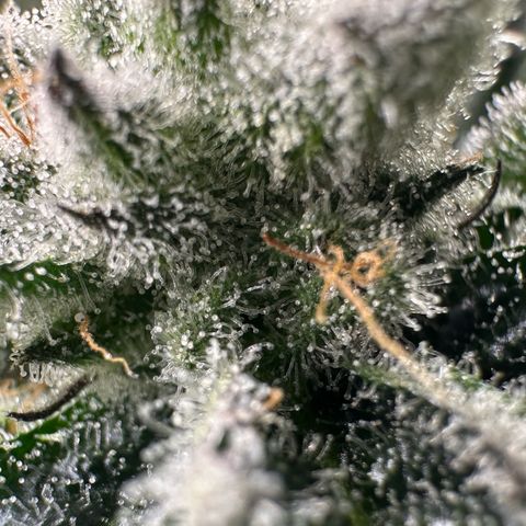 MiscxLAZ #29 C growlog timeline photo