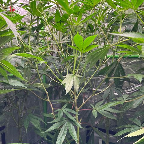 CxLAZ #20 C1 25g growlog timeline photo