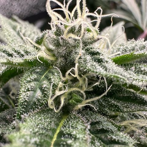 CxLAZ #03 C #1 58.58g growlog timeline photo