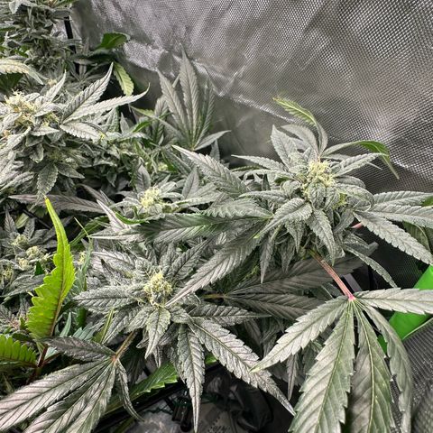 MiscxLAZ #08 C #1 growlog timeline photo