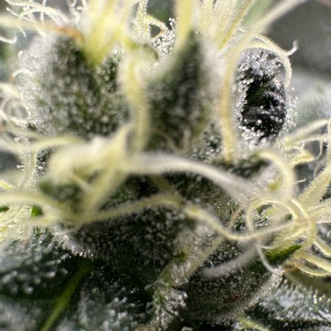 MiscxLAZ #08 C #1 growlog timeline photo