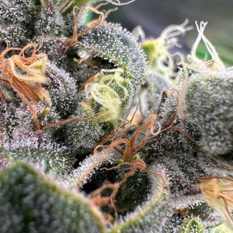 Misc x (LA Kush x Zkittles) #08 growlog timeline photo