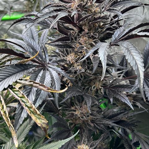 Misc x (LA Kush x Zkittles) #37 42.26g growlog timeline photo