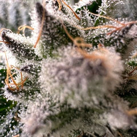MiscxLAZ #29 C growlog timeline photo