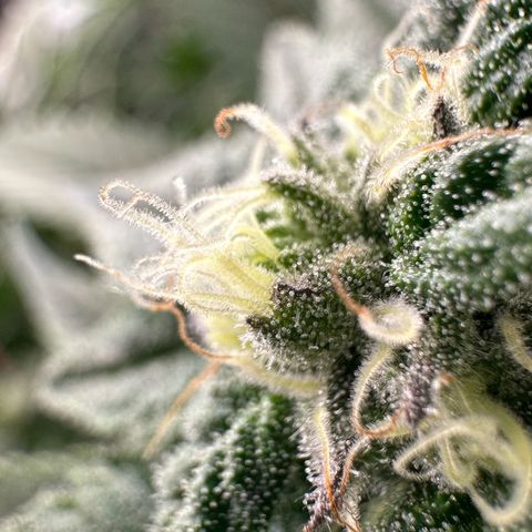 MiscxLAZ 5-4 34.63g growlog timeline photo