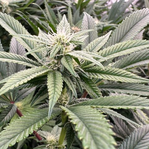 MiscxLAZ #26 C #1 47.15g growlog timeline photo