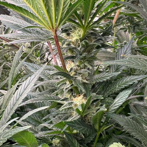 Fuel D.OG #2 Female 49.44g M growlog timeline photo