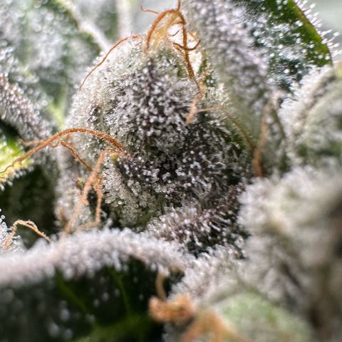 CxLAZ #06 growlog timeline photo