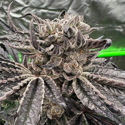 CxLAZ #16 50.72g growlog timeline photo