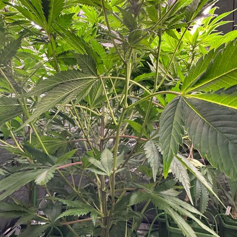 Fuel D.OG #1 Female 47.36g growlog timeline photo