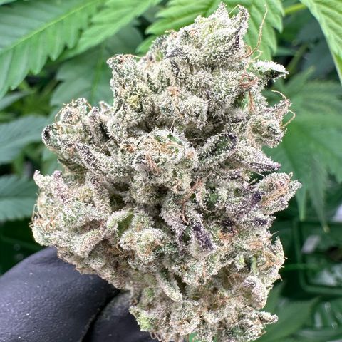 CxLAZ #24 37.13g growlog photo: Seeded bud
