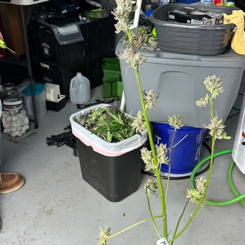 Misc x (LA Kush x Zkittles) #34 15.68g growlog timeline photo