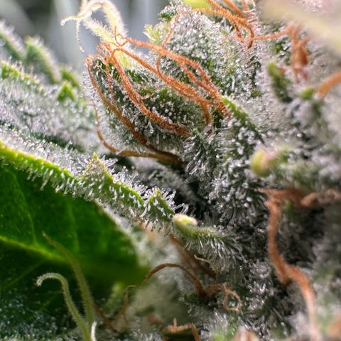 Fuel D.OG #1 Female 47.36g growlog timeline photo
