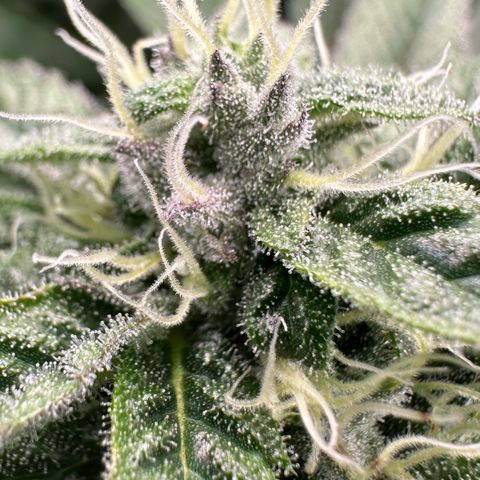 CxLAZ #03 C #1 58.58g growlog timeline photo