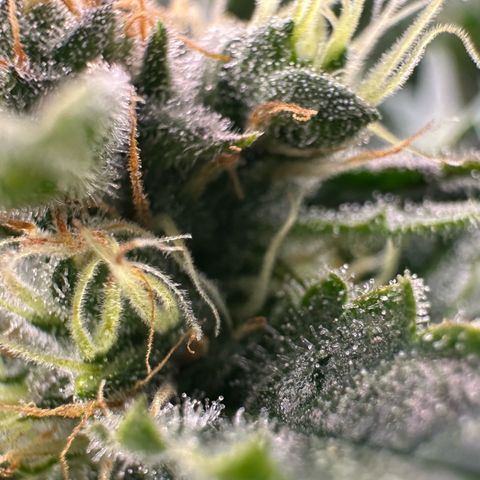 Fuel D.OG #1 Female 47.36g growlog timeline photo