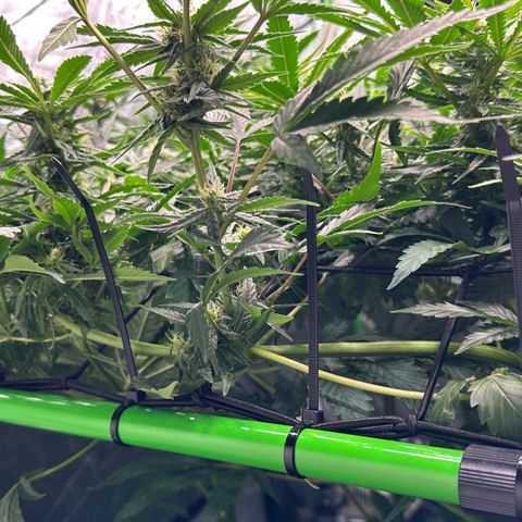 Fuel D.OG #2 Female 49.44g M growlog timeline photo