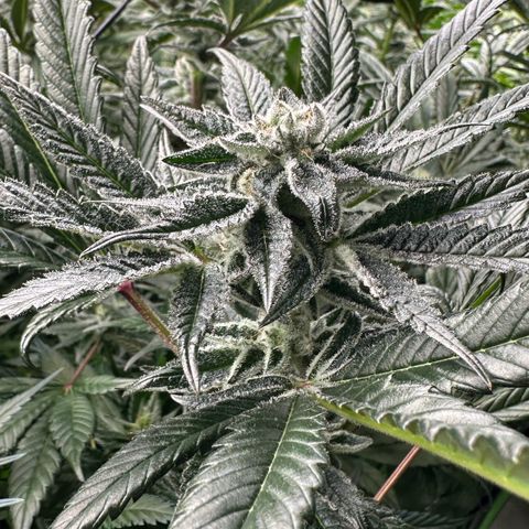 MiscxLAZ #29 C growlog timeline photo