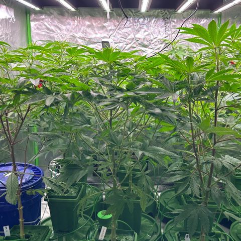Fuel D.OG #1 Female 47.36g growlog timeline photo